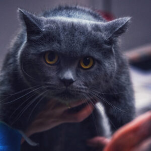 Katze