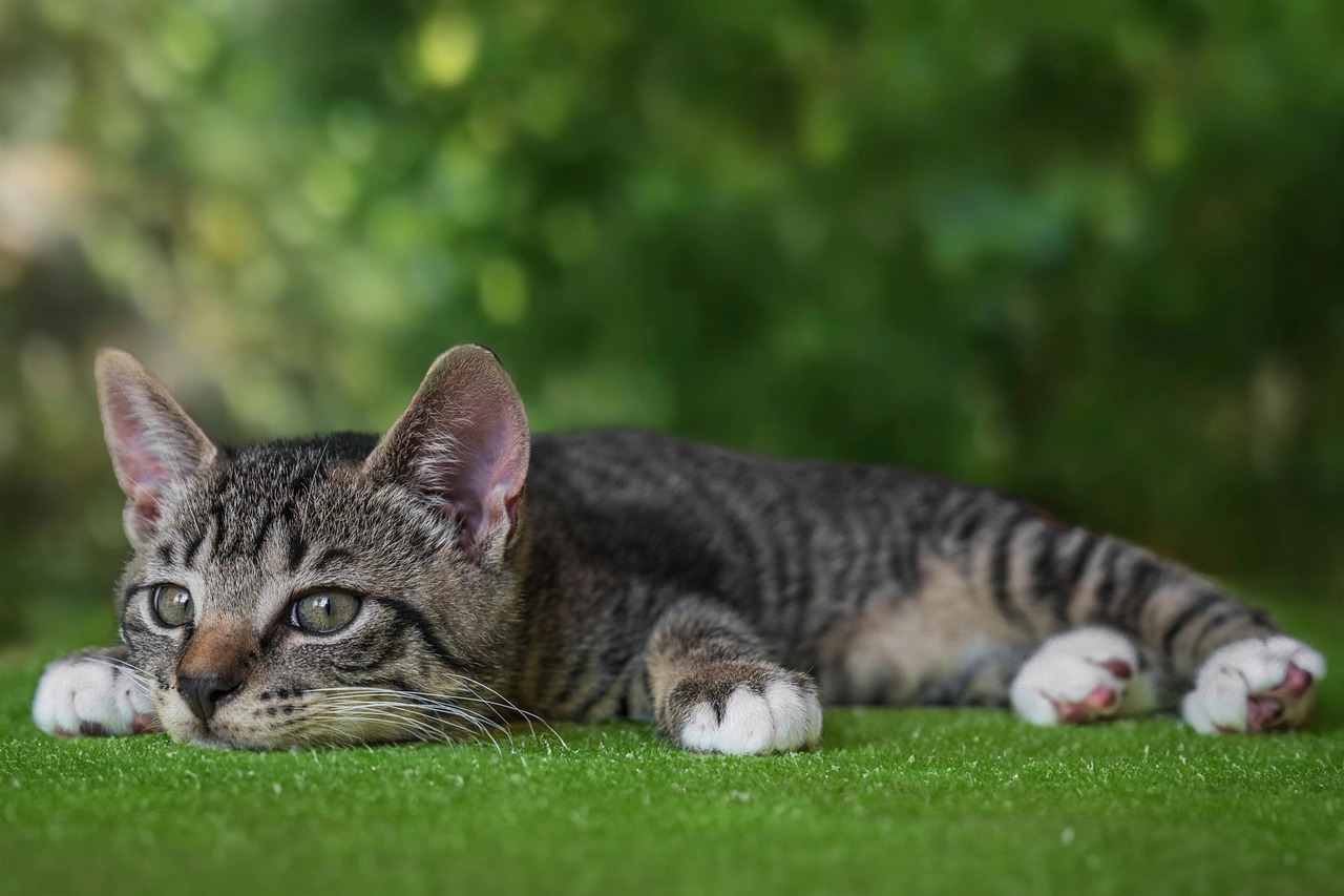 Katze