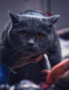 Katze